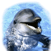 Avatar do Utilizador