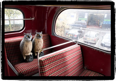owl_bus.jpg