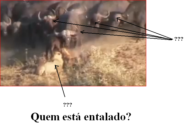 bulls_attack_entalado.PNG