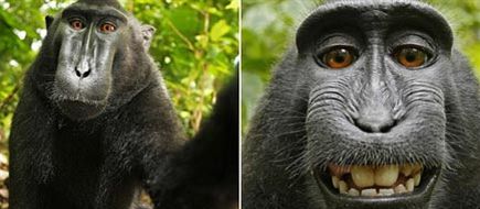 macaco.jpg