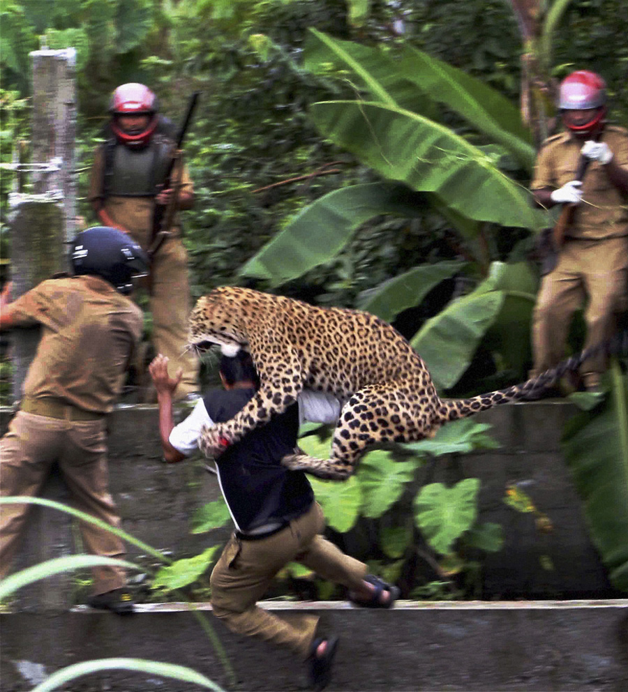 leopard.jpg