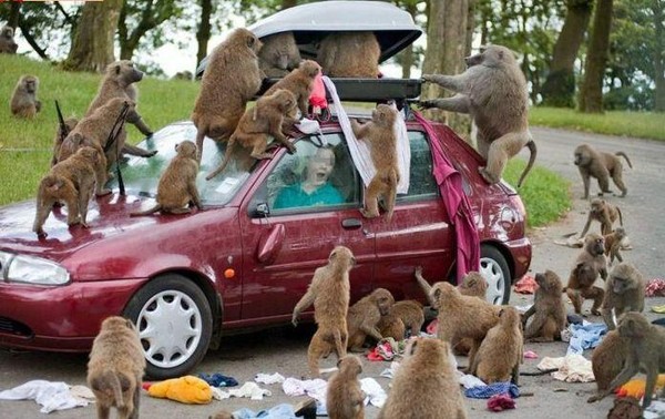 macaco7.jpg