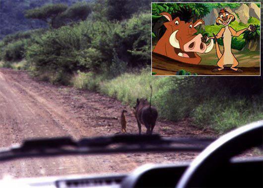 timompumba.jpg