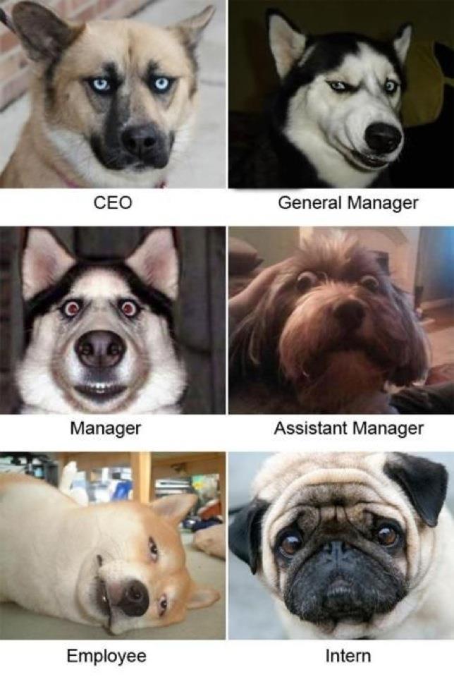 topdogs.jpg