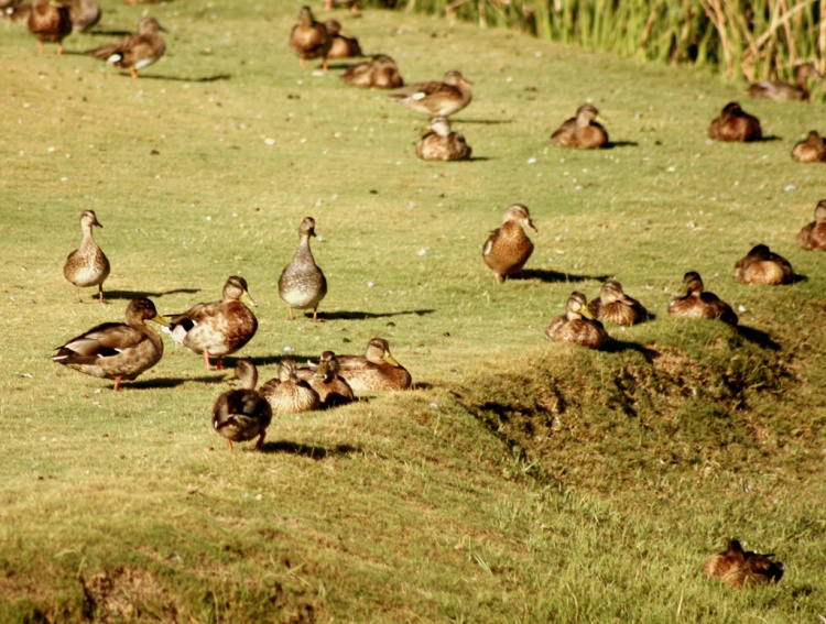 patos.jpg