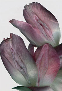 vulva-flor.jpg