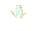 lirioagua01.gif