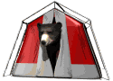 urso_002.gif