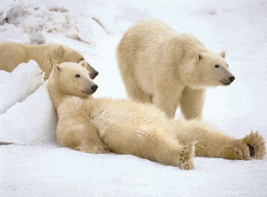 urso.png