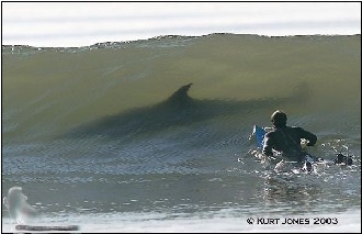 shark(1).JPG