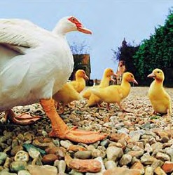 pata e patinhos.jpg