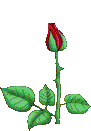 rosa20.gif