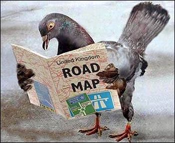 homing pigeon.jpg