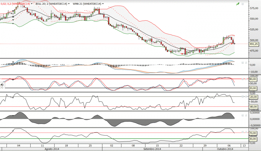 wheat 8 horas.GIF