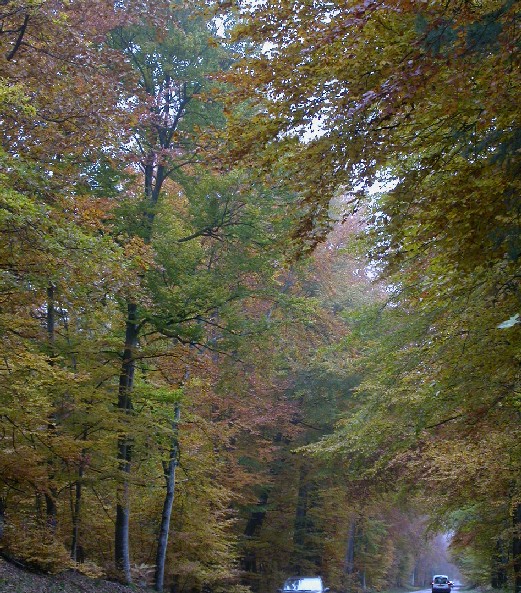 floresta.jpg