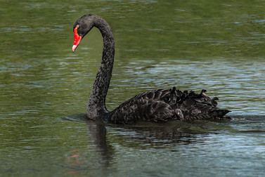 black swan 2.jpg
