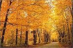 foret01_150x0[1].jpg