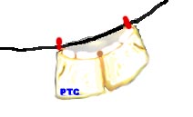 sholts PTC.jpg