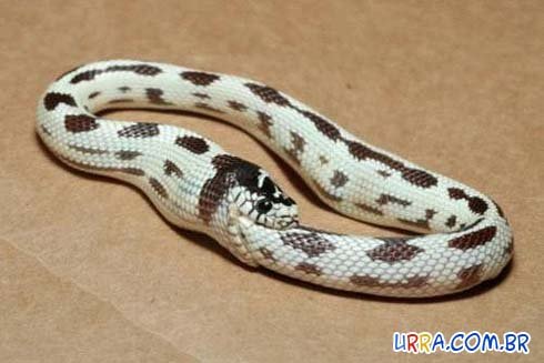 serpente-comendo-ela-mesma.jpg