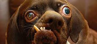 Acabado de chegar de charter.jpg