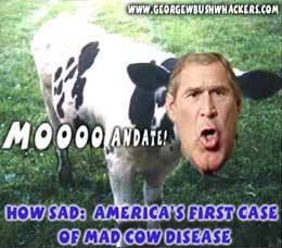 madcow.jpg