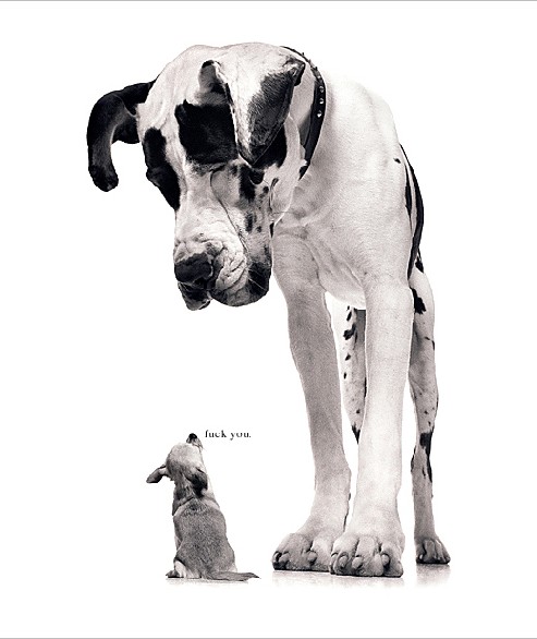 The dog.jpg