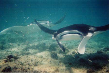manta.jpg