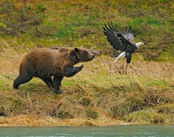 Eagle and Bear.JPG