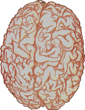 cerebro_masculino.gif