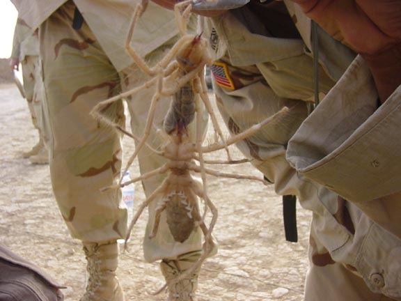 aranhita.JPG