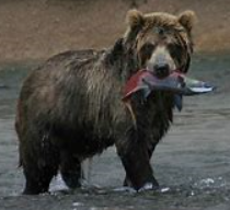 urso.acção.png