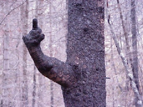 Respostaao Patdav.jpg