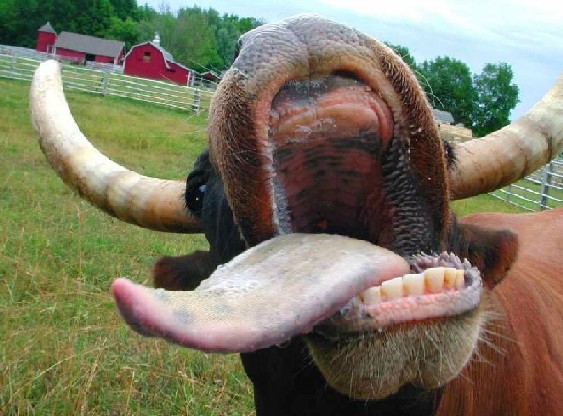 Kiss a Bull i.jpg
