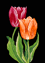 tulipas02[1].gif