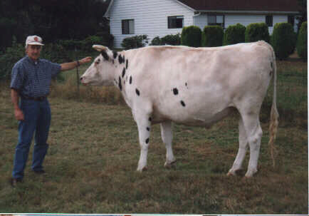 bull07.jpg