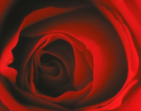RedRose.jpg