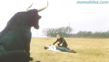 bull.jpg