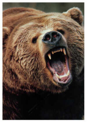 grizzly.jpg