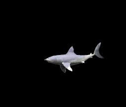 Shark-04.gif
