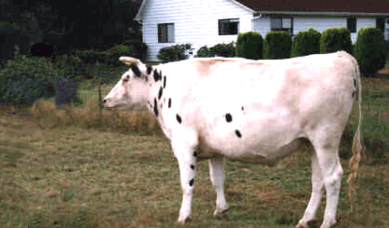 vaca.gif