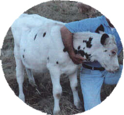 bull03.jpg