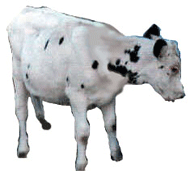 Bullzinho.gif
