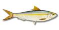 sardinha.jpg