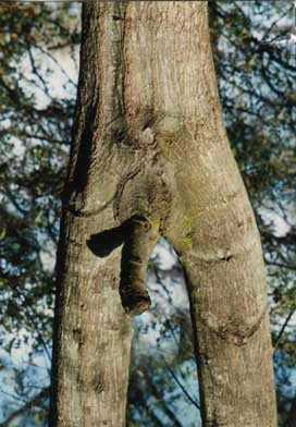 Nature1.jpg
