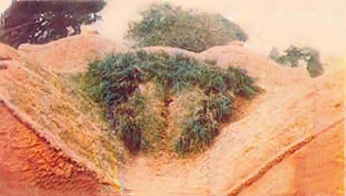 Nature6.jpg