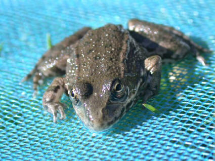 frog_pool.jpg