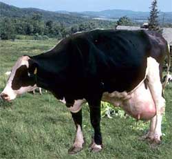 vaca_campea.jpg