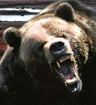 madgrizzlybear.jpeg