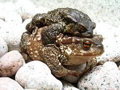 240px-Bufo_bufo_couple_during_migration(2005).jpg