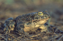 220px-Bufo_viridis_(Marek_Szczepanek).jpg